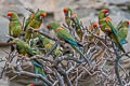 Red-fronted Macaw Ara rubrogenys