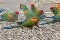 Red-fronted Macaw Ara rubrogenys