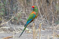 Red-fronted Macaw Ara rubrogenys