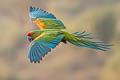 Red-fronted Macaw Ara rubrogenys