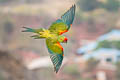 Red-fronted Macaw Ara rubrogenys