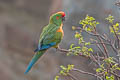 Red-fronted Macaw Ara rubrogenys