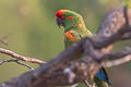 Red-fronted Macaw Ara rubrogenys