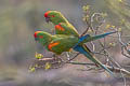 Red-fronted Macaw Ara rubrogenys