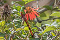 Red-tailed Comet Sappho sparganurus sparganurus