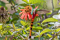 Red-tailed Comet Sappho sparganurus sparganurus