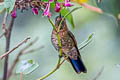 Scaled Metaltail Metallura aeneocauda malagae