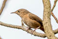 Southern House Wren Troglodytes musculus rex