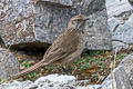 Streak-throated Canastero Asthenes humilis robusta 