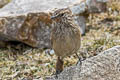 Streak-throated Canastero Asthenes humilis robusta 