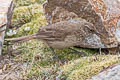 Streak-throated Canastero Asthenes humilis robusta 