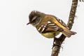 Tawny-rumped Tyrannulet Rhynchotus maculicollis