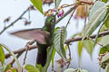 Tyrian Metaltail Metallura tyrianthina smaragdinicollis