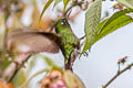 Tyrian Metaltail Metallura tyrianthina smaragdinicollis