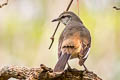 White-banded Mockingbird Mimus triurus