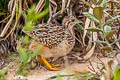 White-bellied Nothura Nothura boraquira