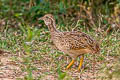 White-bellied Nothura Nothura boraquira