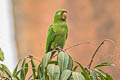 White-eyed Parakeet Psittacara leucophthalmus leucophthalmus