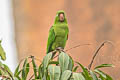 White-eyed Parakeet Psittacara leucophthalmus leucophthalmus