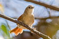 Araguaia Spinetail Synallaxis simoni