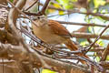 Araguaia Spinetail Synallaxis simoni