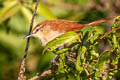 Bananal Spinetail Certhiaxis sp. nov.