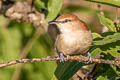 Bananal Spinetail Certhiaxis sp. nov.