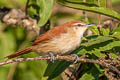 Bananal Spinetail Certhiaxis sp. nov.