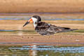 Black Skimmer Rynchops niger intercedens