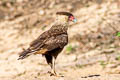 Crested Caracara Caracara plancus plancus