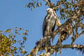 Crested Eagle Morphnus guianensis