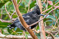 Glossy Antshrike Sakesphorus luctuosus