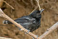 Glossy Antshrike Sakesphorus luctuosus