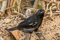 Glossy Antshrike Sakesphorus luctuosus