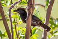 Glossy Antshrike Sakesphorus luctuosus