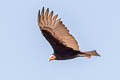 Greater Yellow-headed Vulture Cathartes melambrotus