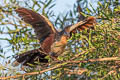 Hoatzin Opisthocomus hoazin