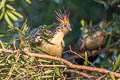 Hoatzin Opisthocomus hoazin