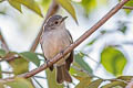 Mouse-coloured Tyrannulet Nesotriccus murinus murinus