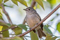 Mouse-coloured Tyrannulet Nesotriccus murinus murinus