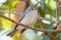 Mouse-coloured Tyrannulet Nesotriccus murinus murinus