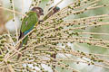 Painted Parakeet Pyrrhura picta picta