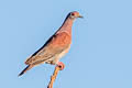 Pale-vented Pigeon Patagioenas cayennensis