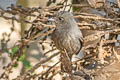 Riverside Tyrant Knipolegus orenocensis xinguensis