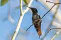 Ruby-topaz Hummingbird Chrysolampis mosquitus