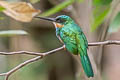 Rufous-tailed Jacamar Galbula ruficauda ruficauda