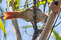 Rusty-backed Spinetail Cranioleuca vulpina vulpina