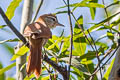 Rusty-backed Spinetail Cranioleuca vulpina vulpina