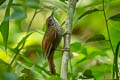 Scaled Spinetail Cranioleuca muelleri