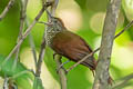 Scaled Spinetail Cranioleuca muelleri